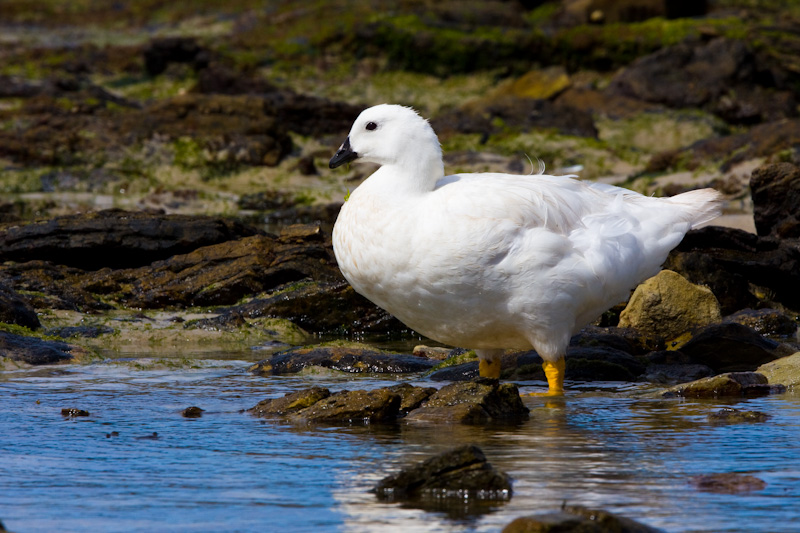 Kelp Goose